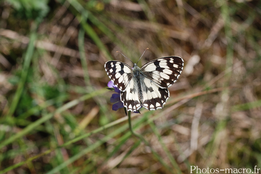 Melanargia lachesis